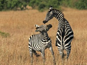 CHANDOLI NATIONAL PARK