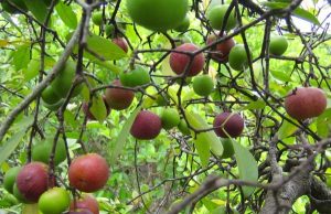 kokum tree